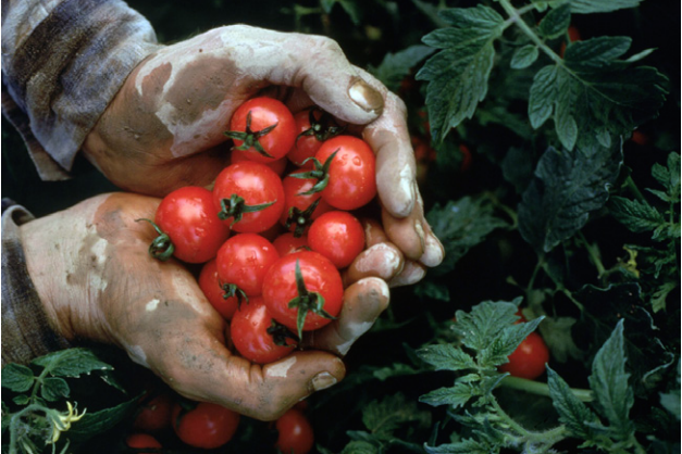 Automated-Laser-Marking-for-Produce-Traceability